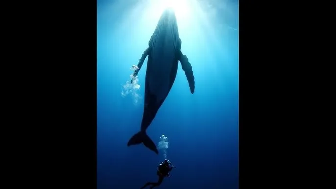 heiliao - 深蓝星球：探索海洋深处的未知世界